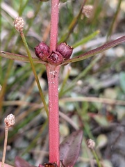 Ammannia latifolia