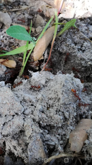 Aphaenogaster sardoa