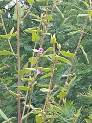 Howittia trilocularis