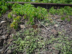 Pilosella macrostolona