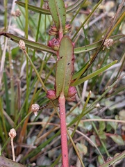 Ammannia latifolia