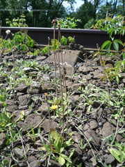 Pilosella macrostolona