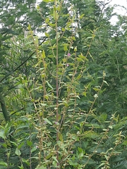 Howittia trilocularis