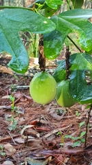 Passiflora aurantia aurantia