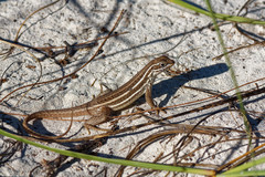 Leiocephalus stictigaster septentrionalis