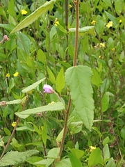 Howittia trilocularis