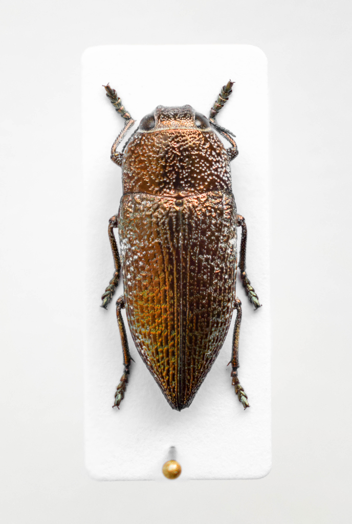 Lampetis mimosae