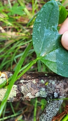 Passiflora aurantia aurantia