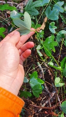 Passiflora aurantia aurantia