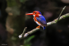 Corythornis leucogaster bowdleri
