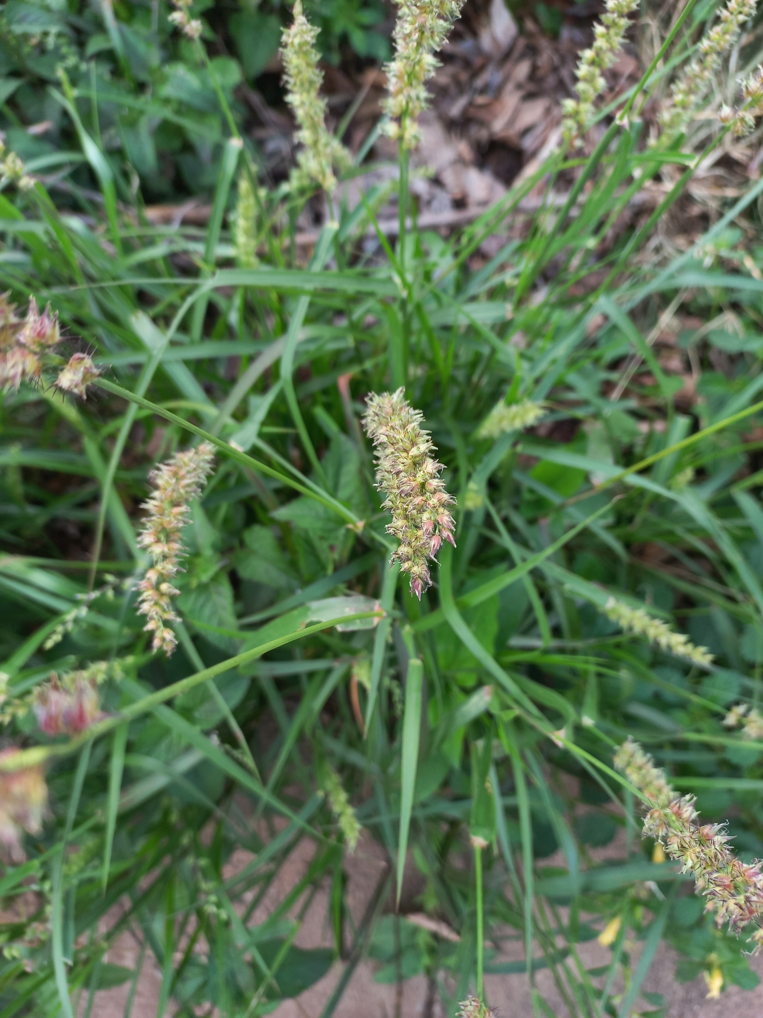 Cenchrus echinatus