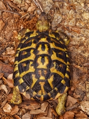 Testudo hermanni hermanni