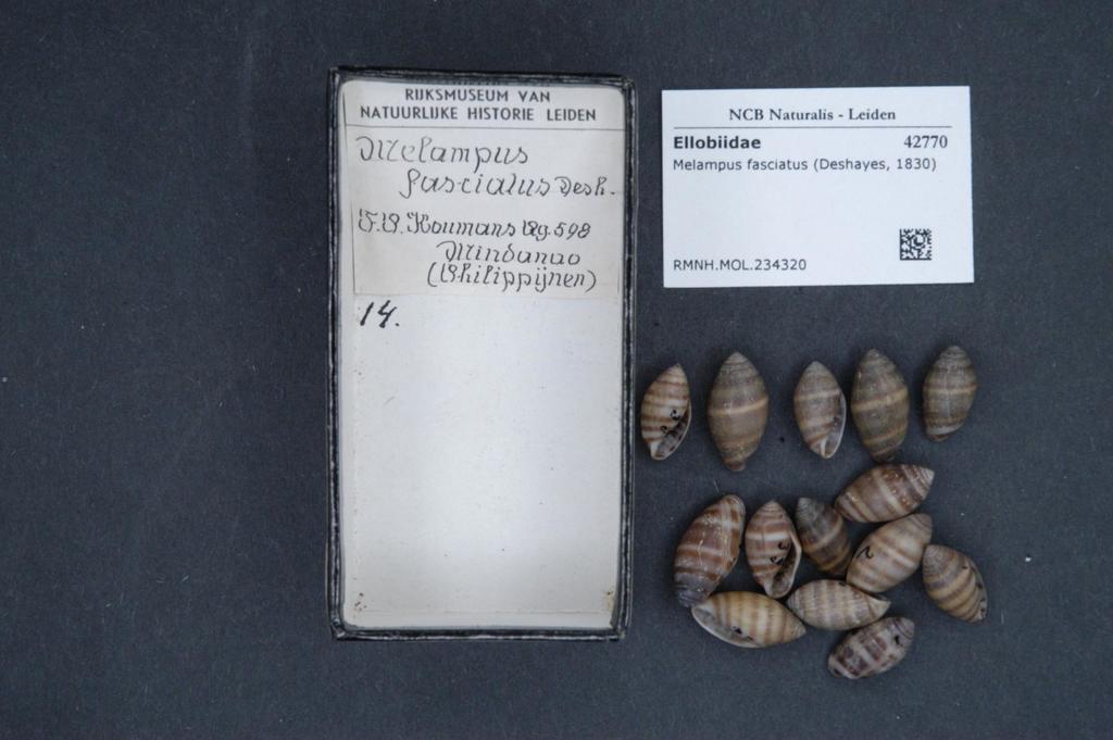 Melampus fasciatus