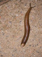 Testacella haliotidea