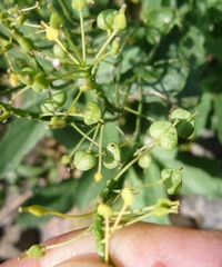 Lepidium draba
