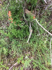 Castilleja affinis affinis