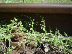 Galium humifusum