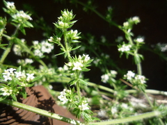 Galium humifusum