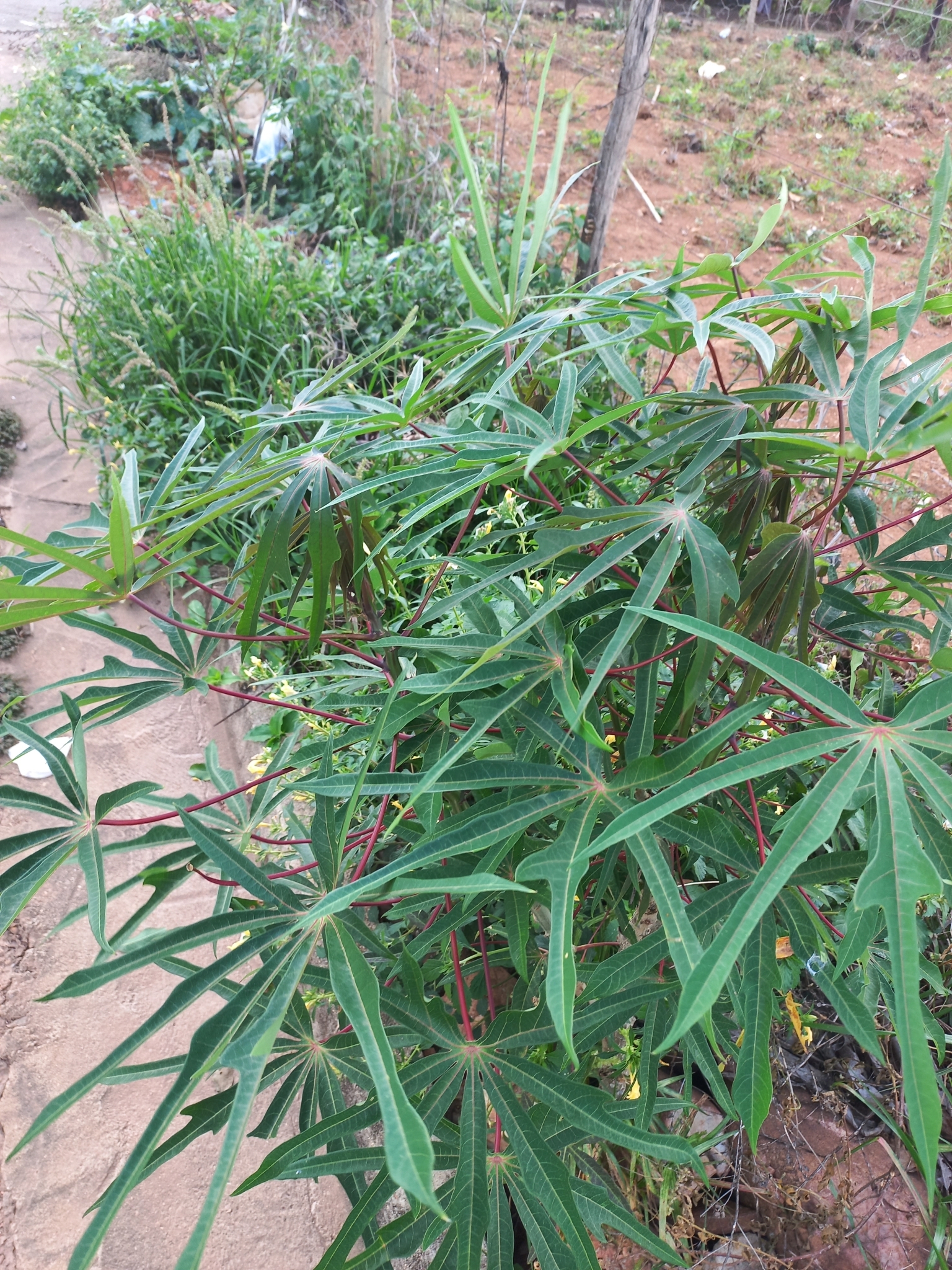 Manihot esculenta