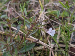 Mecardonia acuminata image