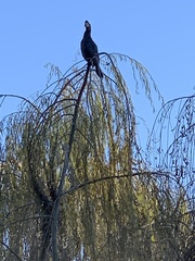 Phalacrocorax carbo