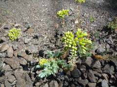 Petrosedum
