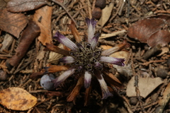 Aphyllon cooperi palmeri