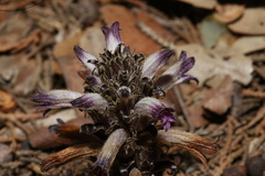 Aphyllon cooperi palmeri
