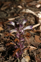 Aphyllon cooperi palmeri
