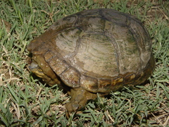 Kinosternon arizonense