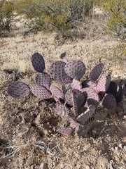 Opuntia azurea