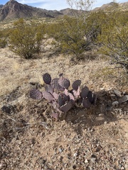 Opuntia azurea