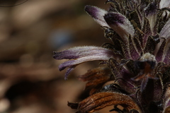 Aphyllon cooperi palmeri