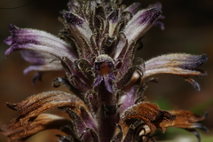 Aphyllon cooperi palmeri