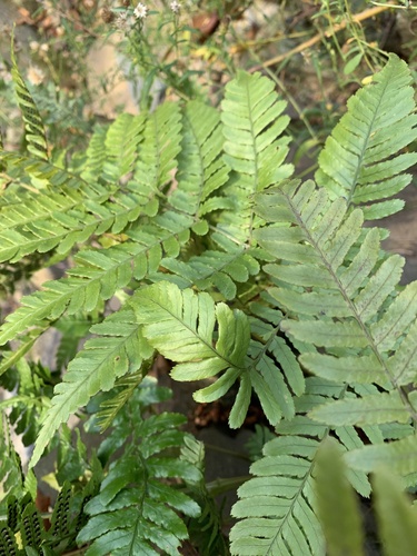 Dryopteris erythrosora