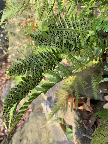 Dryopteris erythrosora