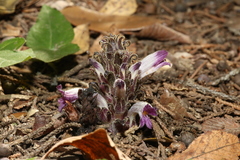 Aphyllon cooperi palmeri