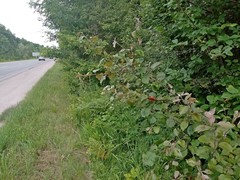 Malus niedzwetzkyana