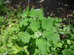 Chenopodium album
