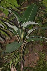 Musa acuminata
