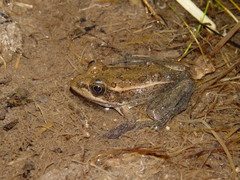 Lithobates onca