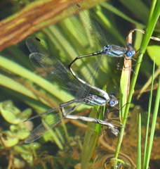 Lestes apollinaris