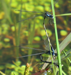 Lestes apollinaris