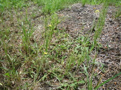 Pilosella macrostolona