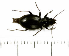Loxomerus brevis