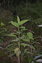 Ficus fistulosa