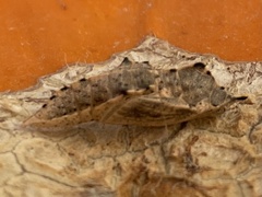 Nymphalis antiopa