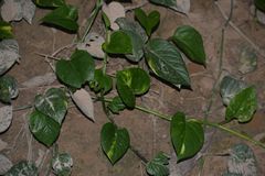 Epipremnum