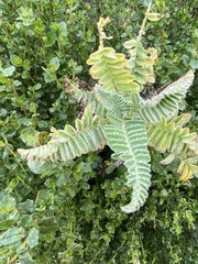 Astragalus pycnostachyus