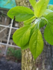 Malus